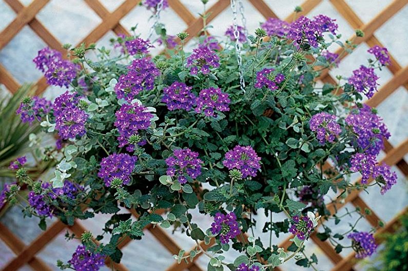 Verbena - photos