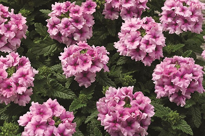 Verbena - photos