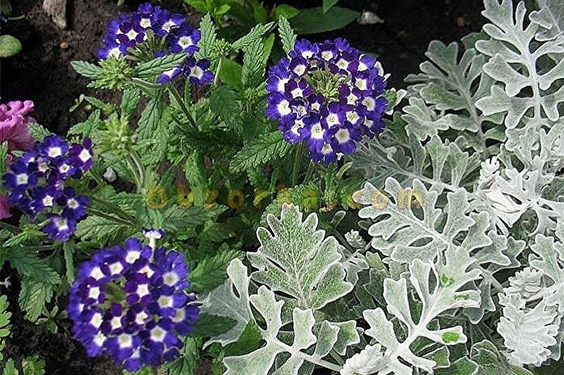 Verbena - photos