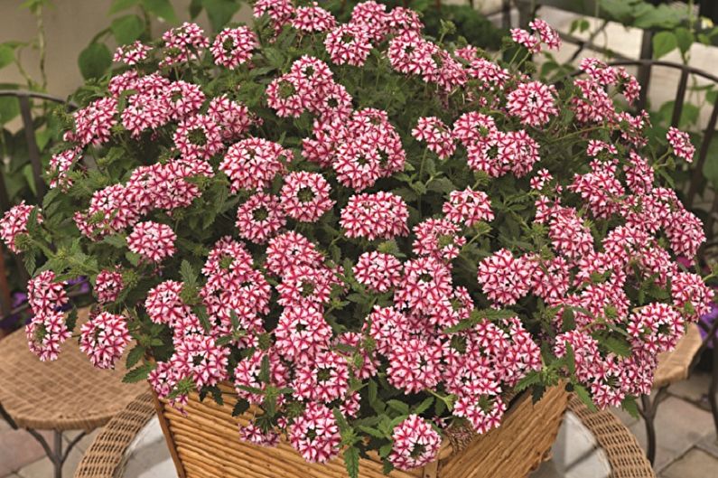 Verbena - photos