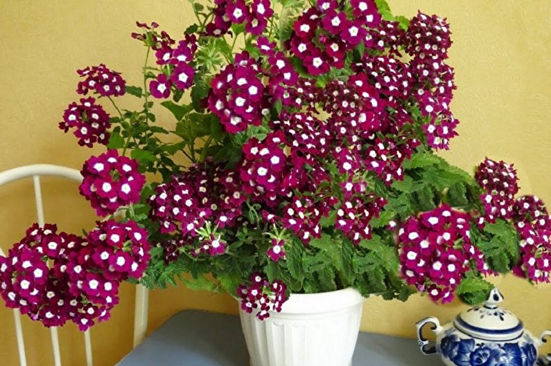 Verbena - photos
