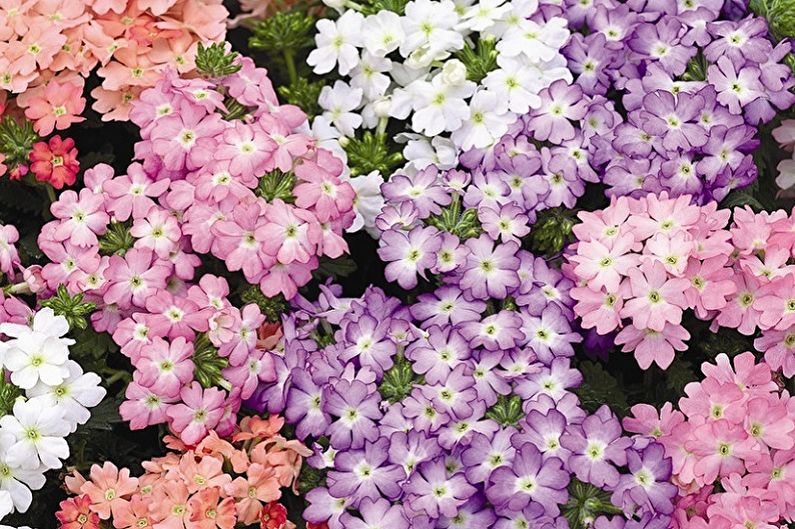 Verbena - photos