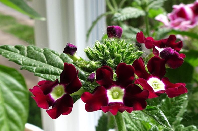 Verbena - photos
