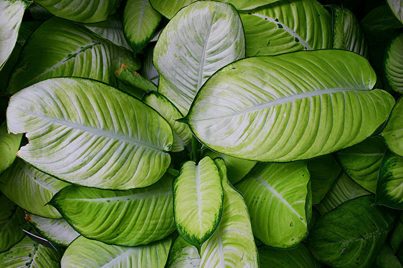 Dieffenbachia - General Description
