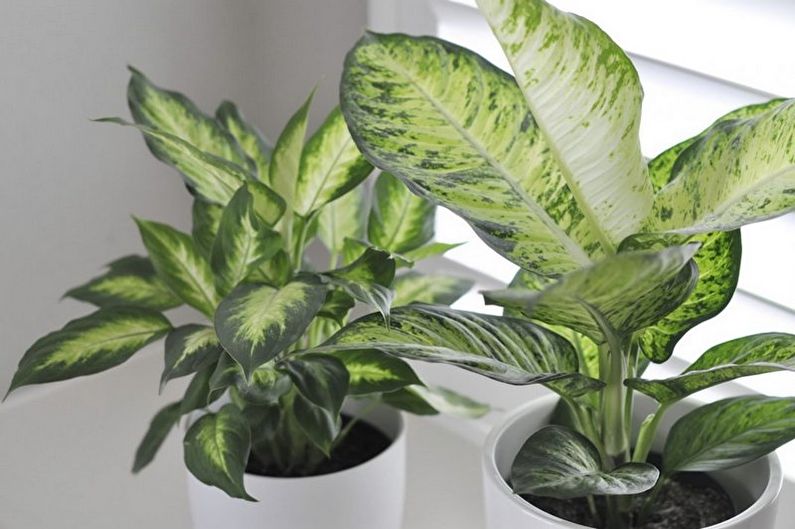Dieffenbachia - General Description