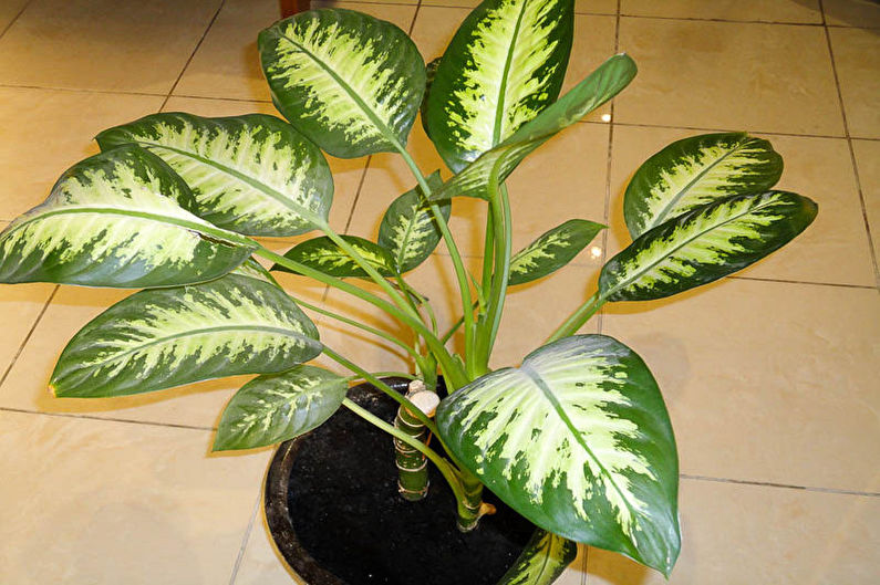Dieffenbachia - Choosing a Place