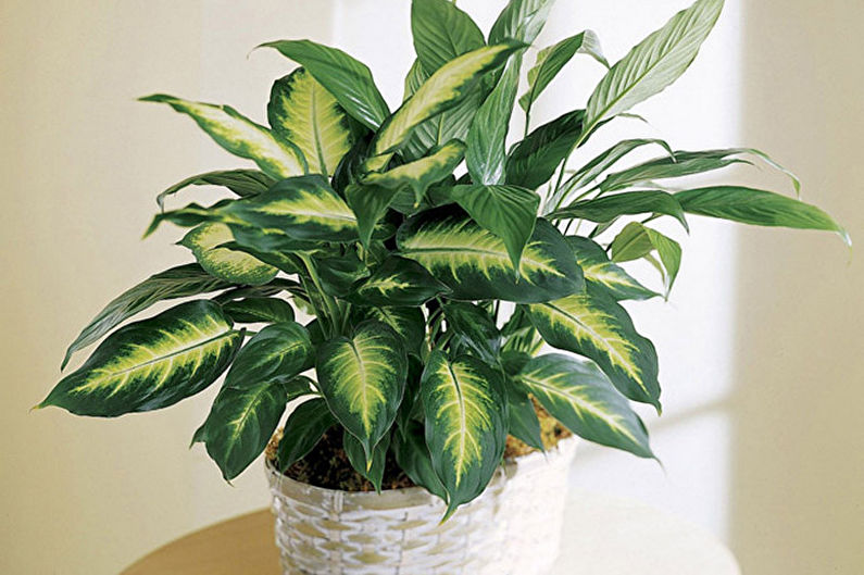 Dieffenbachia - Choosing a Place