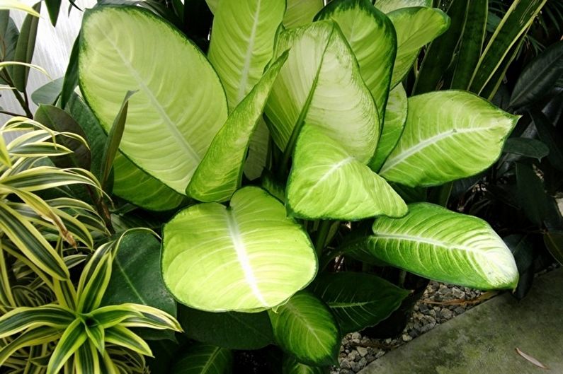 Dieffenbachia - Security