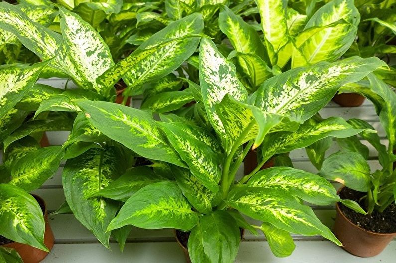 Dieffenbachia - Temperature