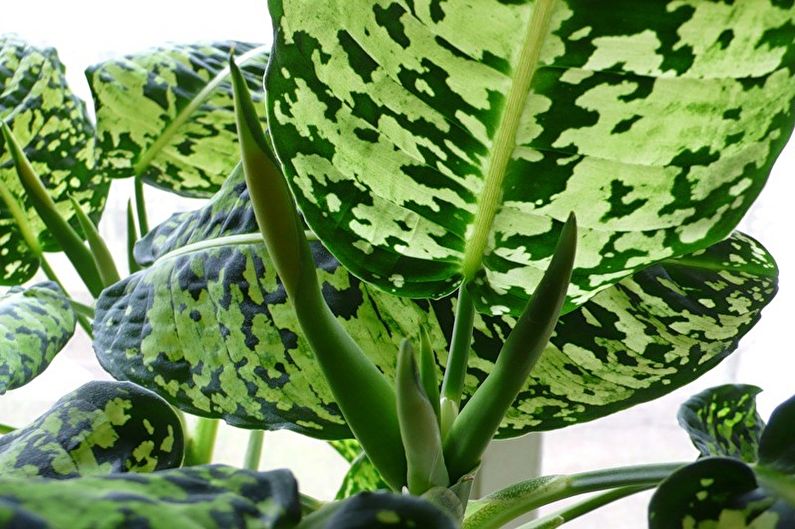 Dieffenbachia - Transplantation and Reproduction