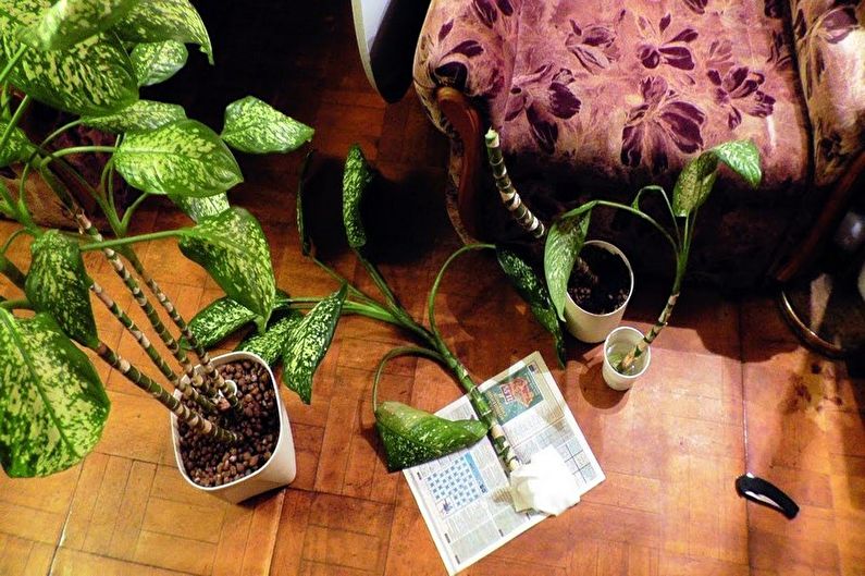 Dieffenbachia - Transplantation and Reproduction