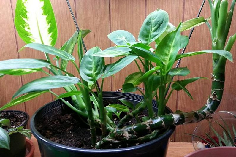 Dieffenbachia - Transplantation and Reproduction