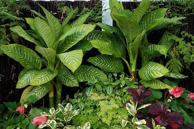 Dieffenbachia - photo