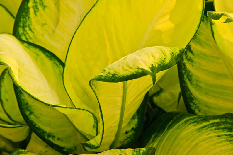 Dieffenbachia - photo