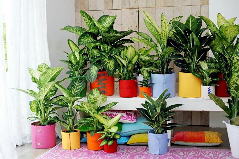 Dieffenbachia - photo