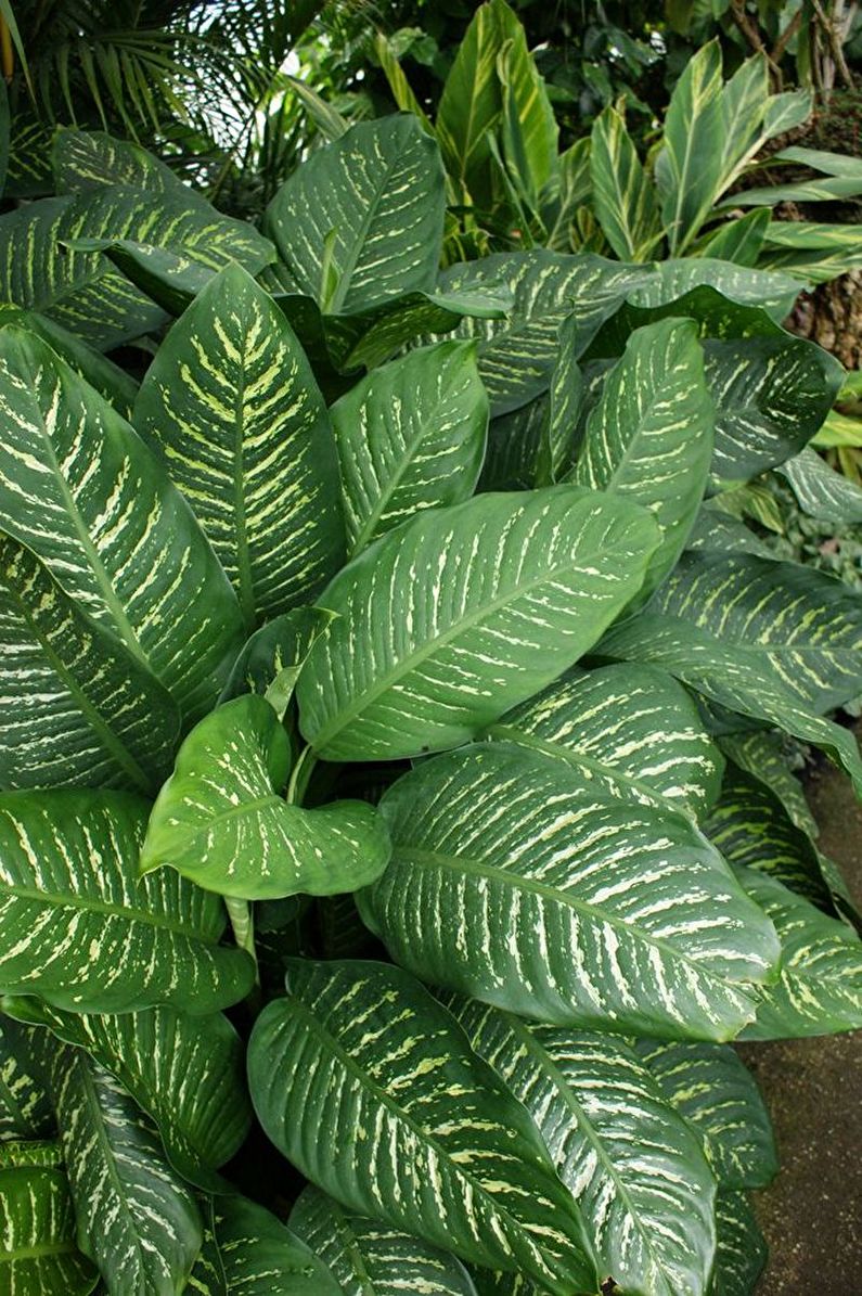 Dieffenbachia - photo