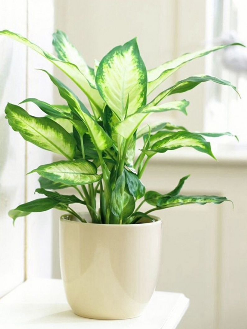 Dieffenbachia - photo
