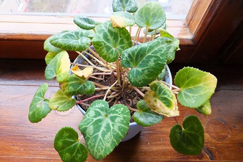 Pests and cyclamen diseases