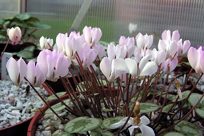 Propagation of cyclamen by seeds