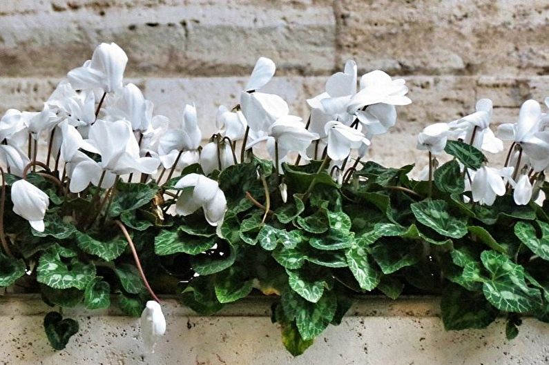 Cyclamen reproduction by children