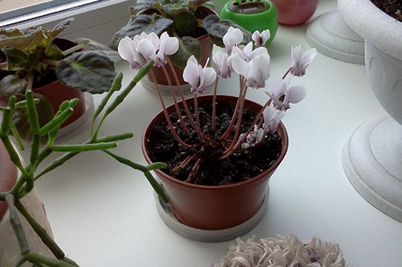 Bulk reproduction of cyclamen