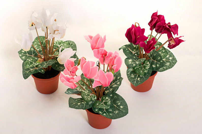 Cyclamen - photo