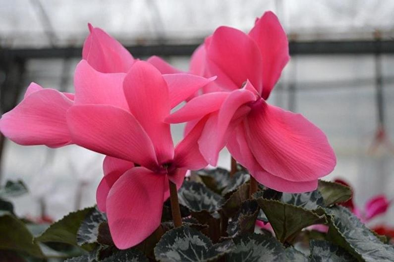 Cyclamen - photo