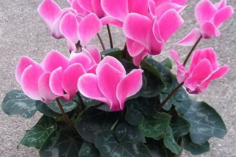 Cyclamen - photo