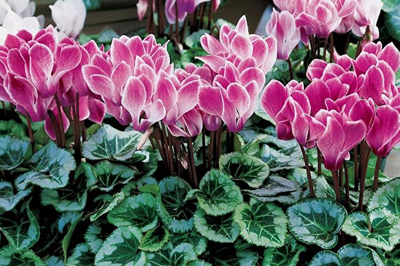 Cyclamen - photo