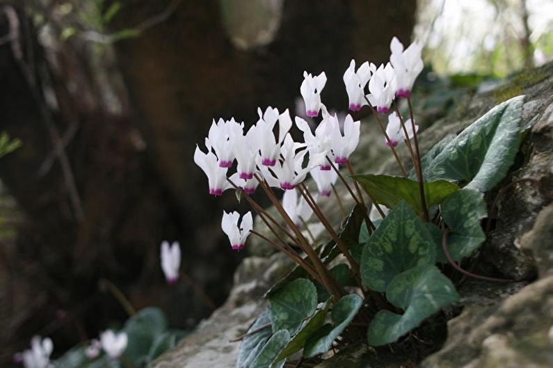 Cyclamen - photo