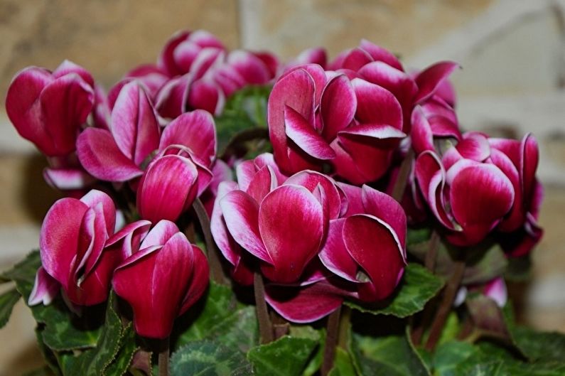 Cyclamen - photo