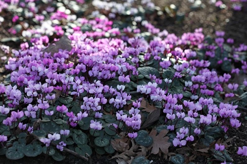 Cyclamen - photo