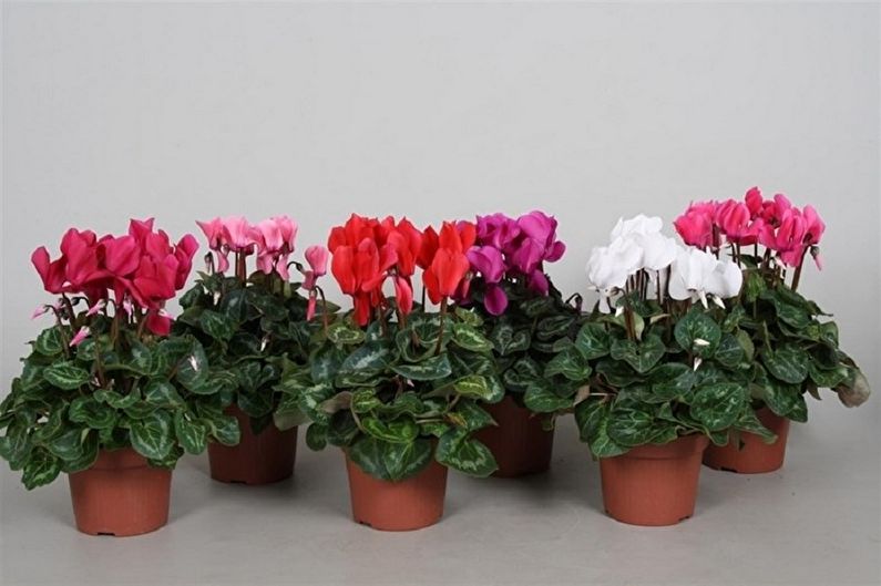 Cyclamen - photo