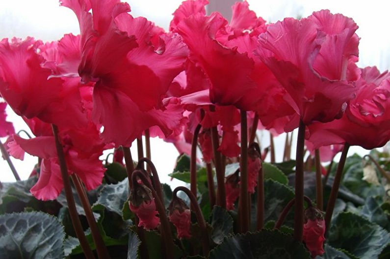 Cyclamen - photo