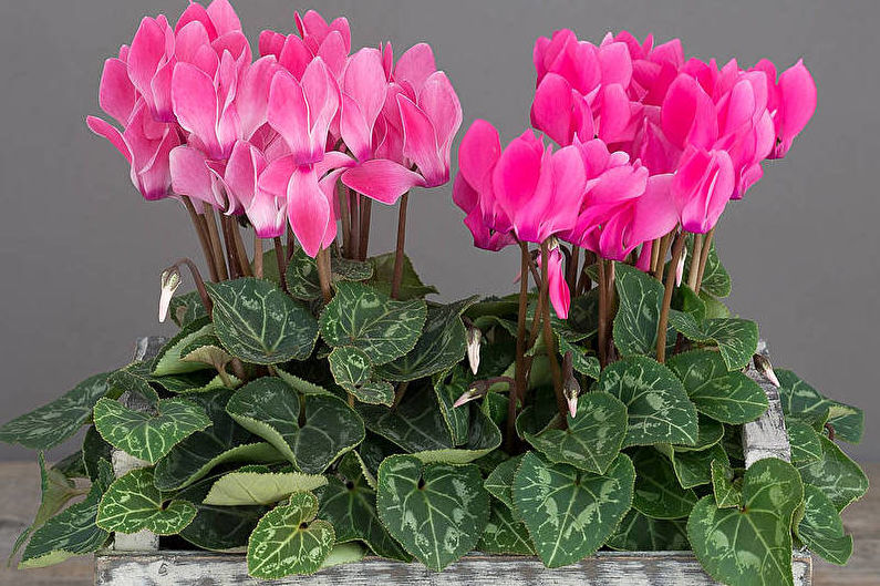 Cyclamen - photo