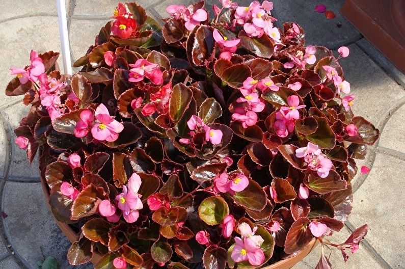 Cyclamen - photo