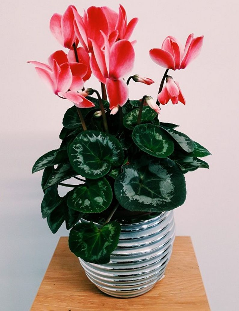 Cyclamen - photo