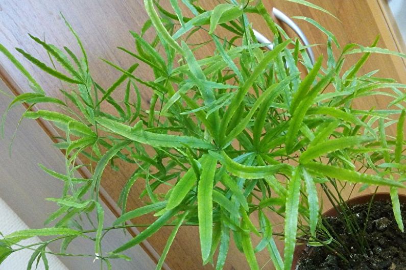Crescent Asparagus