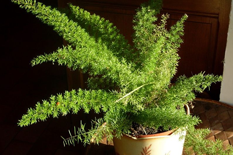Asparagus - Lighting