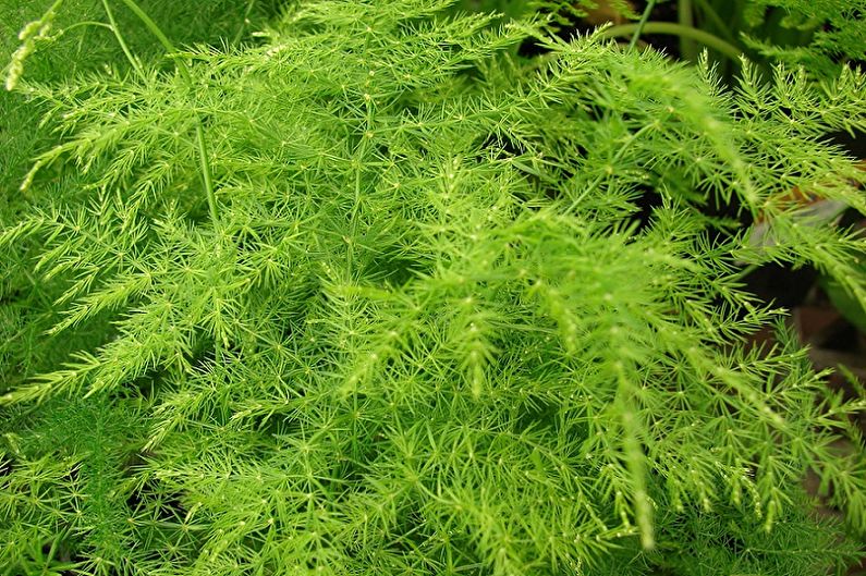 Asparagus - Fertilizers and top dressing