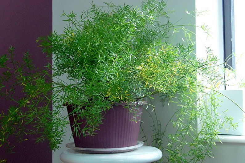 Asparagus - Pests and Diseases