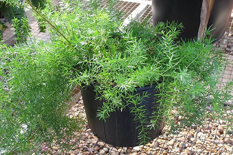How to transplant asparagus