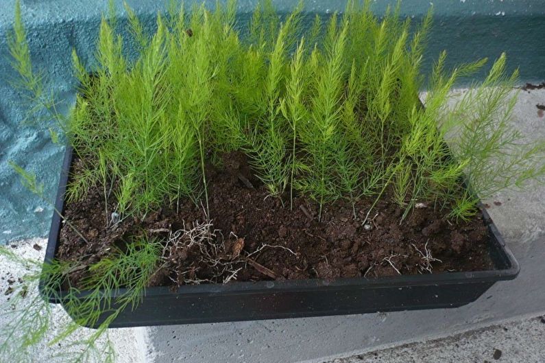 Propagation of asparagus seeds
