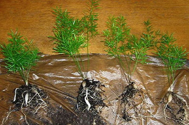 Reproduction of asparagus by division