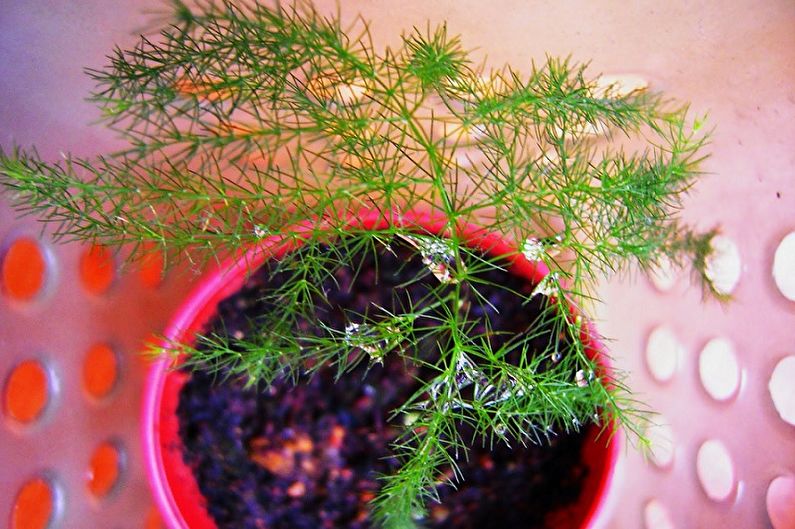 Propagation of asparagus by cuttings
