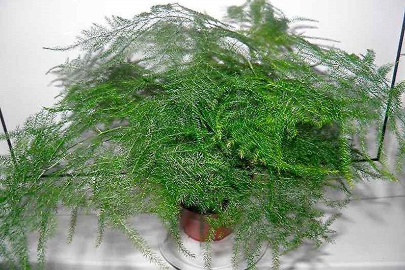 Asparagus - photo