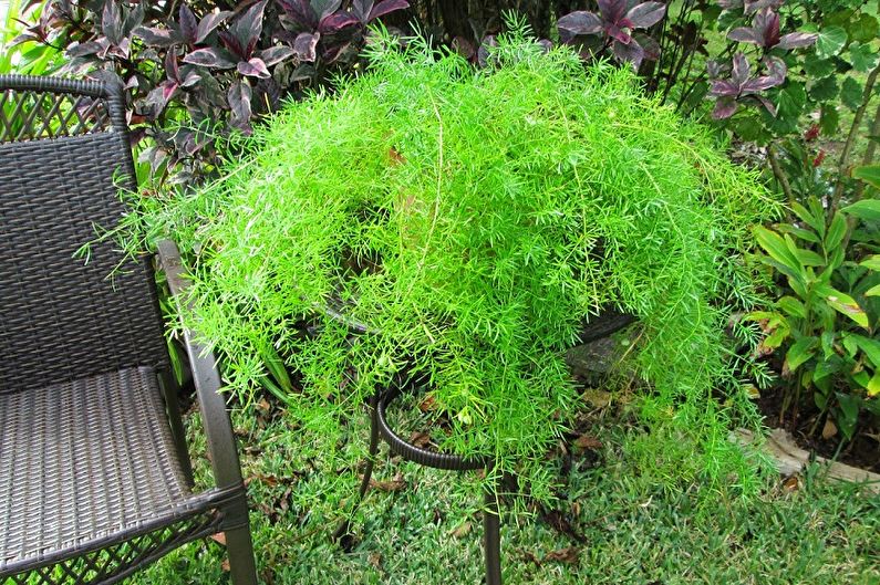 Asparagus - photo