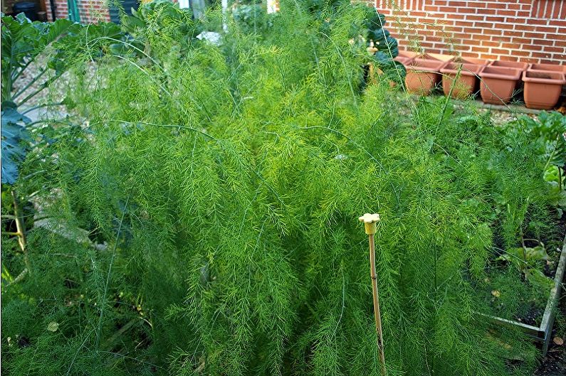 Asparagus - photo