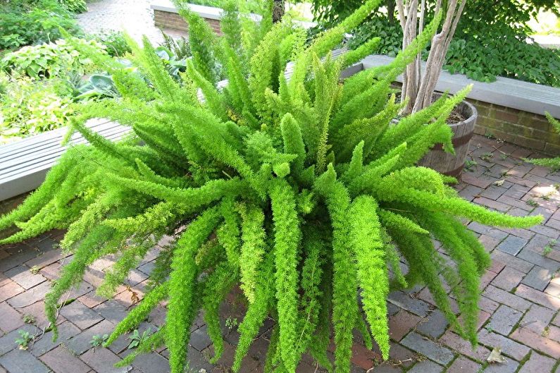 Asparagus - photo