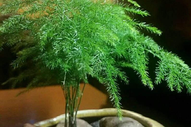 Asparagus - photo